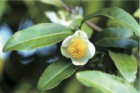 大和茶のお風呂2種類と麻のからだ洗いタオルのセット 大和茶 入浴剤 無添加 ハーブ 奈良 U-112