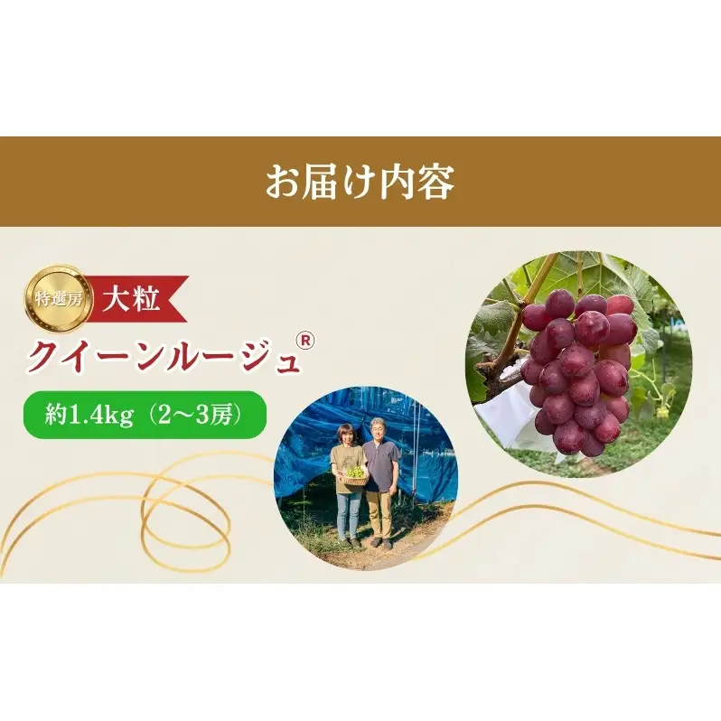 2026年産 ぶどう 長野 クイーンルージュ 約1.2kg 2〜3房 特選 大粒 種なし 皮ごと 産地直送 フルーツ 果物 デザート おやつ シャインマスカット 葡萄 秋 旬 旬の果物 旬のフルーツ 信州 信州産 長野県 2026 2026年