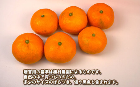 贈答用 南柑20号 5kg 植村農園 先行予約 温州 温州みかん みかん 果物 くだもの フルーツ 柑橘 蜜柑 贈答 ギフト プレゼント 農家直送 産地直送 数量限定 国産 愛媛 宇和島 B010-153009