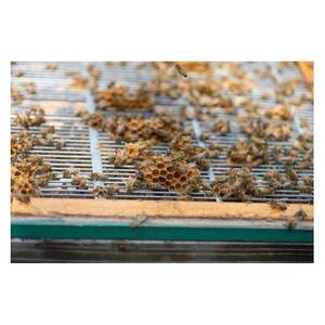 【特別仕様】はちみつ 井之上養蜂場 桃源郷百花蜂蜜 三朝町産 600g × 1本