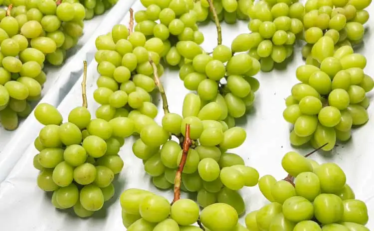 【先行予約】 採れたて直送！シャインマスカット 約1.2kg（300g×4パック入り）【2026年7月中旬～8月中旬頃順次発送予定】熊本県シャインマスカット 宇城市産シャインマスカット シャインマスカット4パック 高級マスカット
