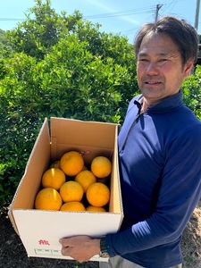 みかん ジューシーオレンジ 河内晩柑 約10kg 20玉前後【吉良果樹園】【5月上旬から8月下旬発送予定】宇城市産みかん 国産みかん 熊本みかん みかん１０ｋｇ