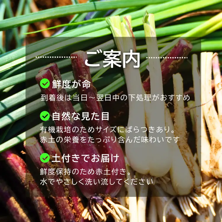 たねがしま らっきょう 誠農園 ( 種子島 有機 JAS 根つき 生らっきょう) 1kg　NFN583【250pt】 