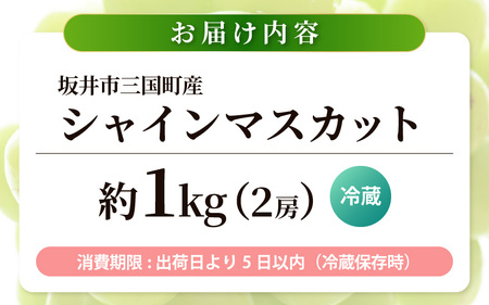 【先行予約】坂井市三里浜砂丘地産 シャインマスカット 2房（約1kg） 【2026年8月中旬以降順次発送予定】 【マスカット ブドウ ぶどう 葡萄 果物 くだもの フルーツ 果実 新鮮 国産】 [A-19003]