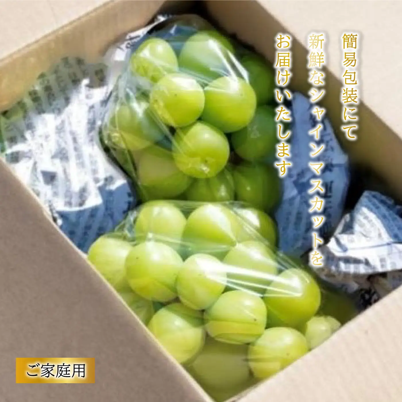 【先行予約】新鮮フルーツ シャインマスカット 1.2kg 果物 くだもの ご家庭用 9月中旬よりお届け