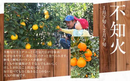 【年3回定期便】熊本の果樹園より産地直送！くまもとのイチオシフルーツ定期便 不知火 梨 みかん 果物 くだもの フルーツ 柑橘 果実 蜜柑 なし 熊本県産 国産