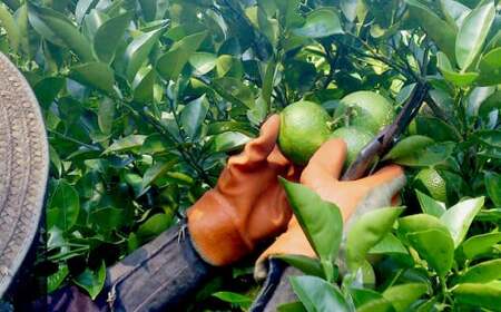 010-1104x1 有機 かぼす果汁 180ml×2本セット 合計360ml 果汁100% カボス 果汁 調味料 有機JAS認定