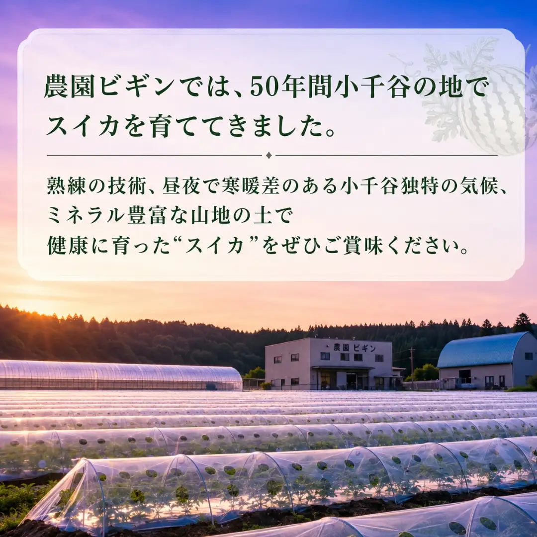 大玉スイカ 祭りばやし777 2玉 農園ビギン すいか