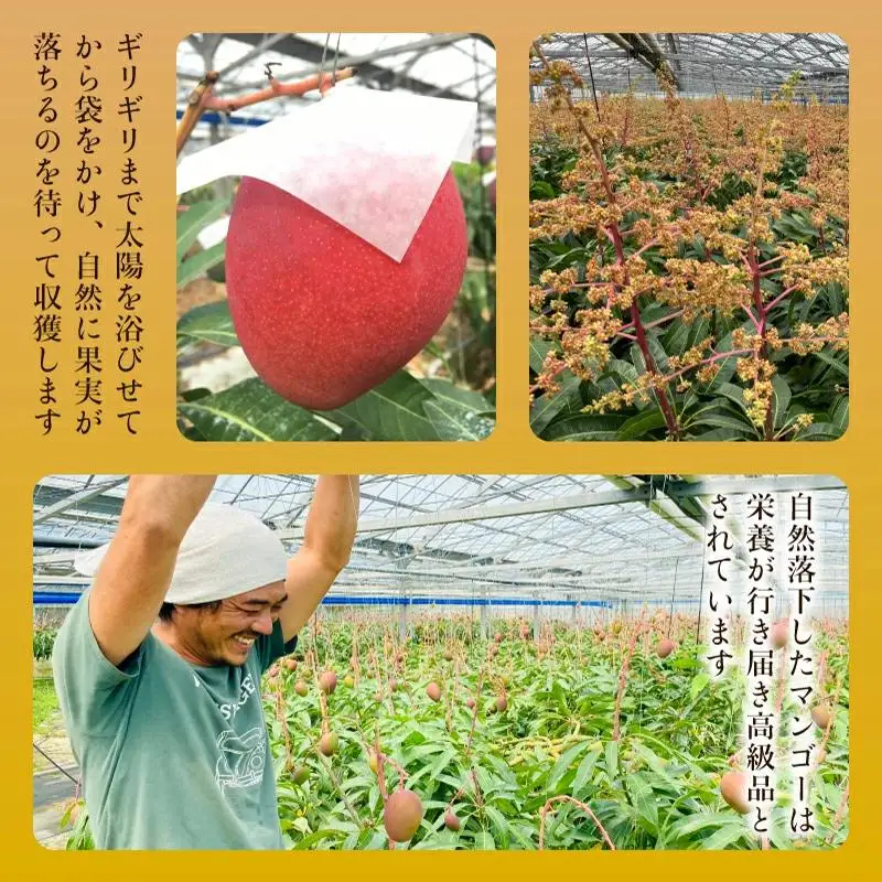 【訳あり】 アップルマンゴー 約1kg 2～4玉 