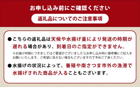 ◆お申込みの翌月にお届け◆【漁師厳選】朝獲れ鮮魚のお刺身詰め合わせ（4種） 魚 冷蔵 刺身 鮮魚 ヤマチョウ 鹿児島県産 海鮮 直送 セット 詰め合わせ ヤマチョウ 南さつま市