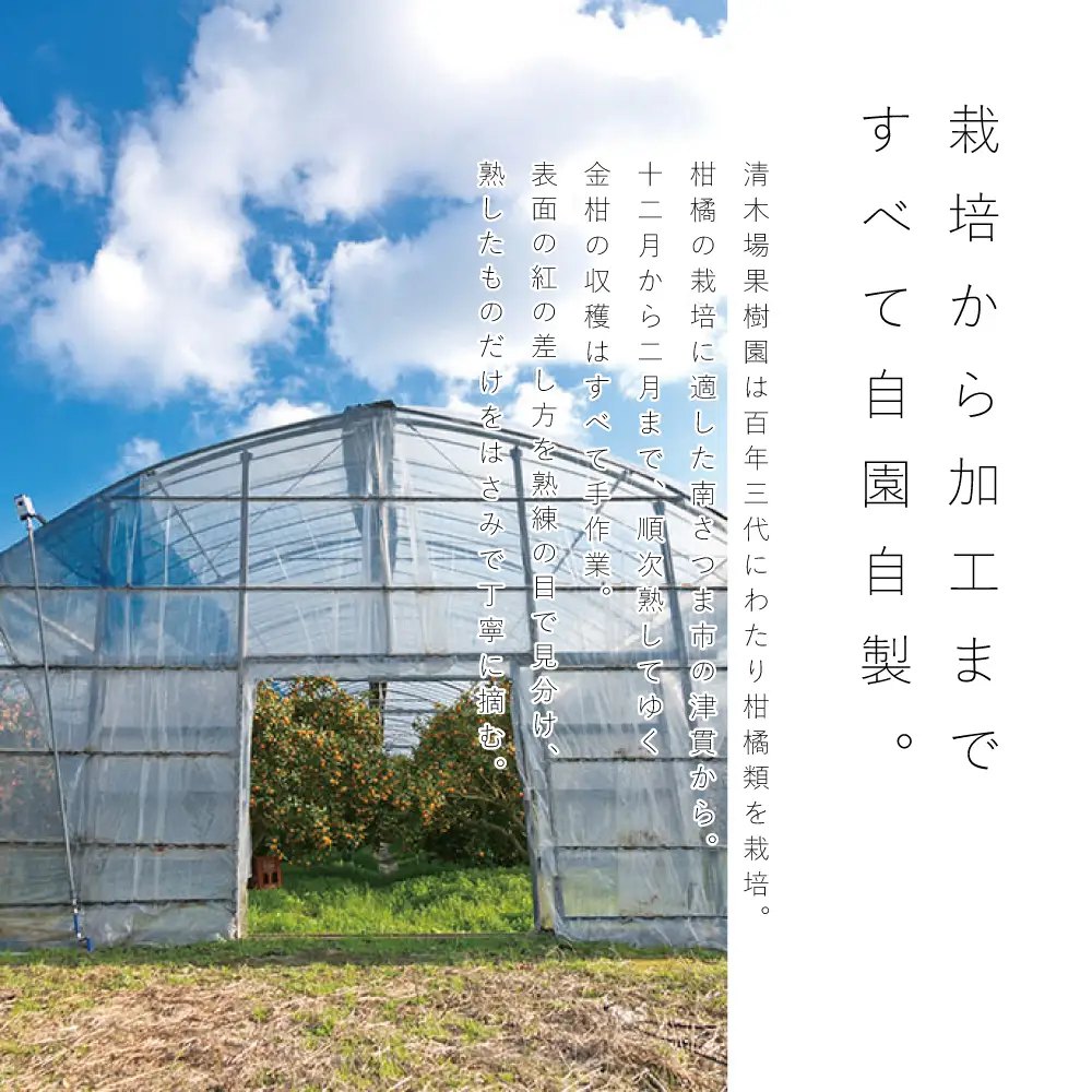 【鹿児島県南さつま市産】金柑ジャム・金柑茶の詰め合わせ6本（6種） きんかん ジャム マーマレード 朝食 パン ギフト 贈答用 清木場果樹園 南さつま市