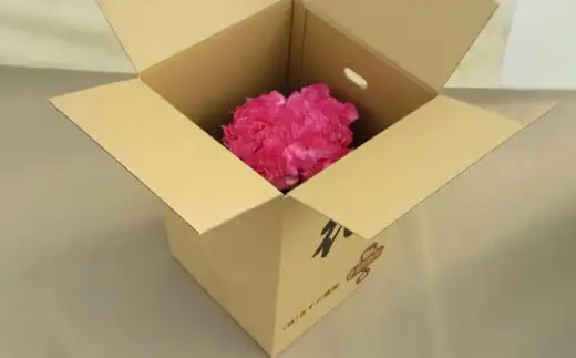 シクラメン「ムーンキャンディー」6号鉢（18cm） ますだ農園 【お届け：11月～12月】 F4N-2806