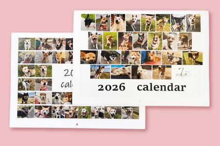 愛護支援、去勢・避妊治療支援 1万円 [Animal Care Salvation 福岡県 筑紫野市 21761394]