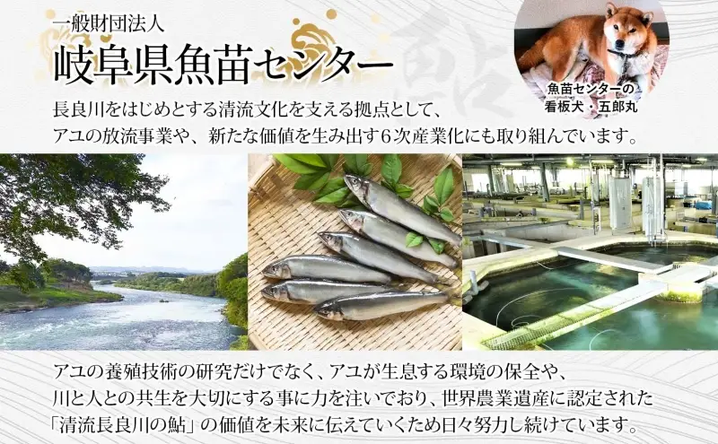 清流長良川 鮎拉麺 2食入り×2 鮎 あゆ アユ ラーメン ぞうすい 雑炊 しまだ麺 麺 ご当地 グルメ お取り寄せ 和食 甘露煮 美濃ハツシモ 魚粉 旨味 魚 料理 簡単 一般財団法人岐阜県魚苗センター 岐阜県 美濃市
