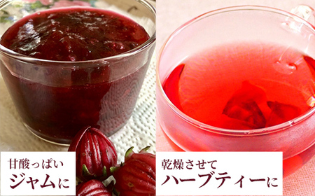 【先行受付】生ローゼル 約１キロ - 2026年11月以降順次発送 ハイビスカスローゼル 1kg フレッシュ ハーブ ビタミン ミネラル クエン酸 アントシアニン ポリフェノール 国産ハーブ 沖縄県産 沖縄県 八重瀬町