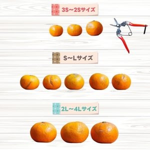 はるみ 2kg 家庭用 / 訳あり 甘い 和歌山 柑橘 ※2027年2月中旬〜3月下旬に順次発送 【krw013-c-2】