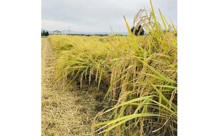 36-A （株）T.Farming　玉のコシ（玉川さんちのコシヒカリ）（令和7年産米）会津坂下産コシヒカリ　白米10kg×1袋　※沖縄・離島への配送不可　※2025年10月中旬頃より順次発送予定
