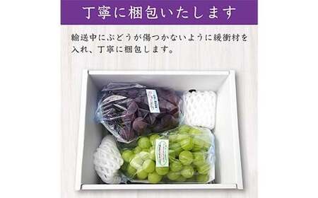 【先行予約2026年度発送】山形県産 訳あり ぶどう（品種おまかせ）計1kg マスカット ぶどう ブドウ 葡萄 デザート フルーツ 果物 くだもの 果実 食品 山形県 FSY-1327
