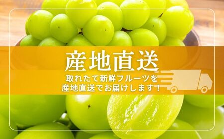 【2026年先行予約】シャインマスカット 約1kg ~ 1.2kg(2房 ~ 3房) | シャインマスカット