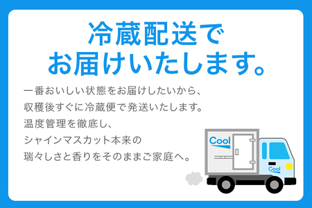 ＜2026年 先行予約＞ シャインマスカット 数量限定 3kg 農園直送 期間限定 果物 フルーツ ブドウ 葡萄 ぶどう 9月1日以降発送 冷蔵 小美玉市 70-K