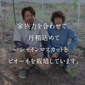 シャインマスカット 約2kg　9月中旬～出荷予定＜2026年収穫分・数量限定＞