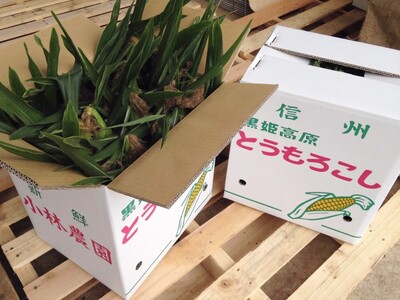 【2026年夏の予約受付開始！】小林農園の白くて甘いとうもろこし『味甘ちゃんホワイト（みかんちゃんほわいと）』16～18本入り（約9kgセット）／スイートコーン注目品種を予約受付中！ 【長野県信濃町ふるさと納税】