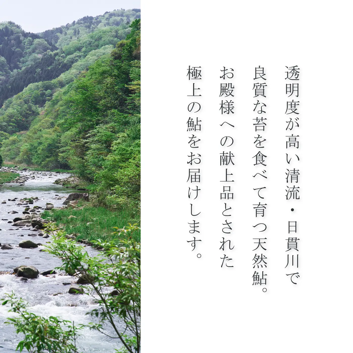 天然鮎 一夜干し 干し鮎 うるか セット美加登家監修