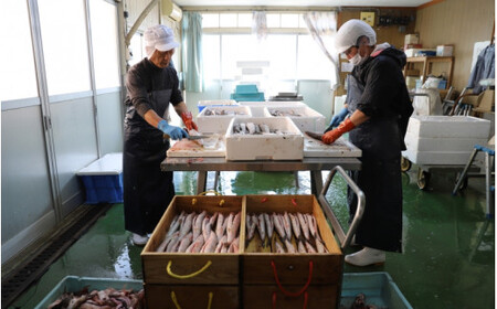  魚の肴Aセット 魚の肴3枚 ひら天3枚 / なんば焼 かまぼこ 蒲鉾 ごぼう巻 おつまみ セット お取り寄せ ギフト 和歌山 田辺市【tnu007-1】