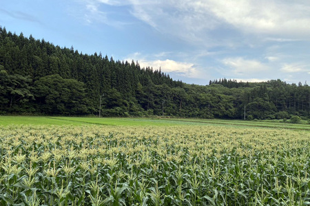 【2026年夏の予約受付開始！】信濃町名産とうもろこし『TAKA農園の恵味（めぐみ）ゴールド』2Lサイズ（1本450ｇ相当）×10本セット、約4.5kg／スイートコーンの人気品種、予約受付中！  令和8年7月下旬から8月下旬まで随時出荷予定【長野県信濃町ふるさと納税】
