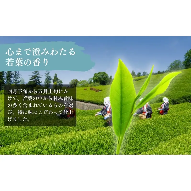 お茶 いしだ茶屋 煎茶 深山 ティーバッグ 5袋 ひも付き