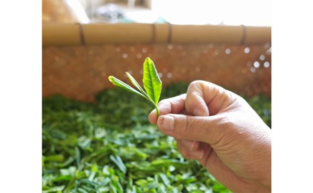 早摘み煎茶いちばん星100ｇ入×3本　宇治茶の木谷製茶場　〈 煎茶 お茶 茶 緑茶 新茶 茶葉 お茶葉 早摘み いちばん星 宇治 〉 加工食品 