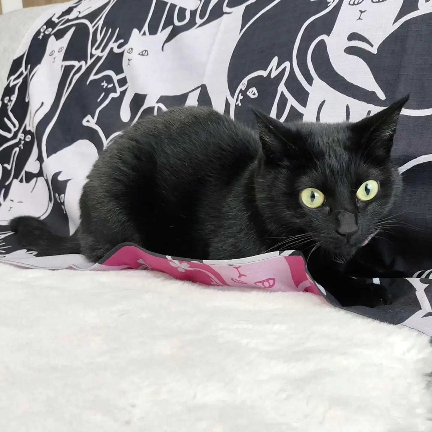 【三陽商事】地域猫活動 綿三幅両面ふろしき キャットパズル/ブラック×コスモス｜京都 エコバッグ