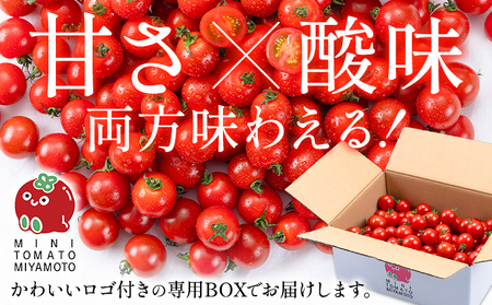 ミニトマト とれたてミニトマト 2kg トマト 野菜 サラダ ダイエット おやつ パスタ マリネ 有機肥料 ミニトマト宮本《30日以内に出荷予定(土日祝除く)》 熊本県 長洲町 送料無料 トマト とまと 野菜 国産 熊本県産