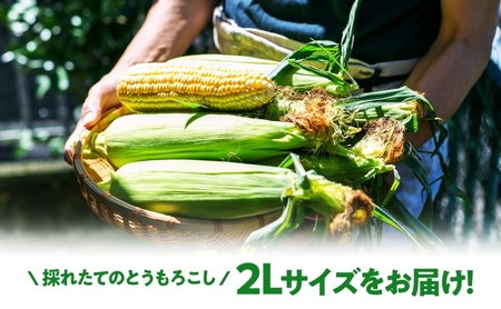  北海道産 スイート コーン めぐみゴールド 2Lサイズ 10本 先行受付 2026年8月上旬～下旬頃お届け とうもろこし 恵味 めぐみ トウモロコシ 旬 完熟 朝もぎ 野菜 産地直送 お取り寄せ 北海道 丸田農園 洞爺湖 