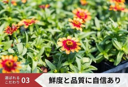 花 定期便 4ヶ月季節の花苗 セット 花き品評会理事長賞受賞 花苗 生産者直送 庭季節の花苗セット ガーデニング 花壇 苗 苗木 花の苗 花の苗物 定期 お楽しみ 4回 お届け 