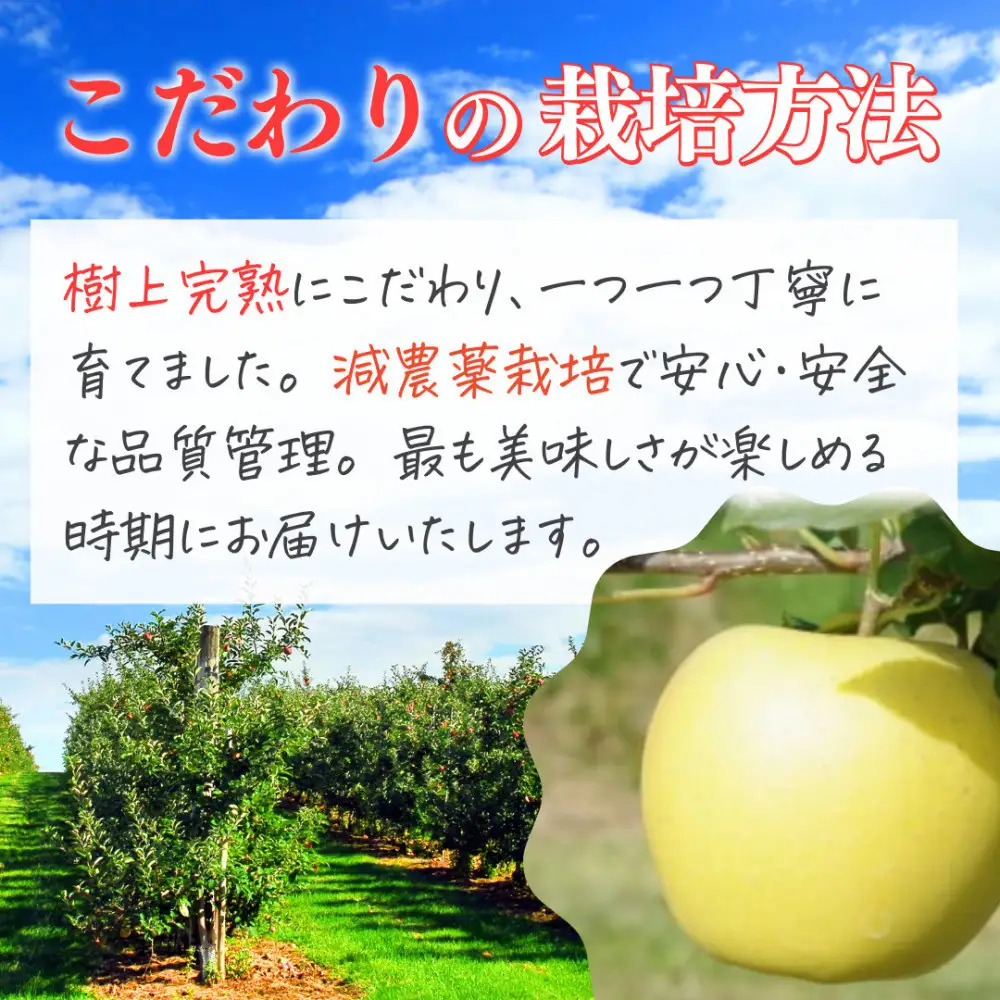【10月中旬発送 先行予約】樹上熟成　シナノゴールド 3kg