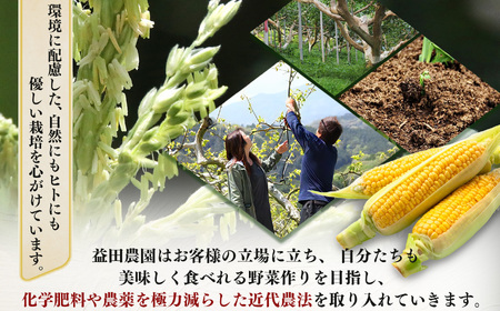 【なら育ち 益田農園】 鮮度 命 ！ 朝 採れ ！ 当日 出荷 ！ とうもろこし 約 4kg ( 10本 ～ 15本 ）| 野菜