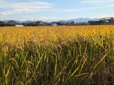 【6回定期便】ひのひかり 白米 5kg×6回 全30kg 奈良県 三宅町 ヒノヒカリ 志埜米穀店