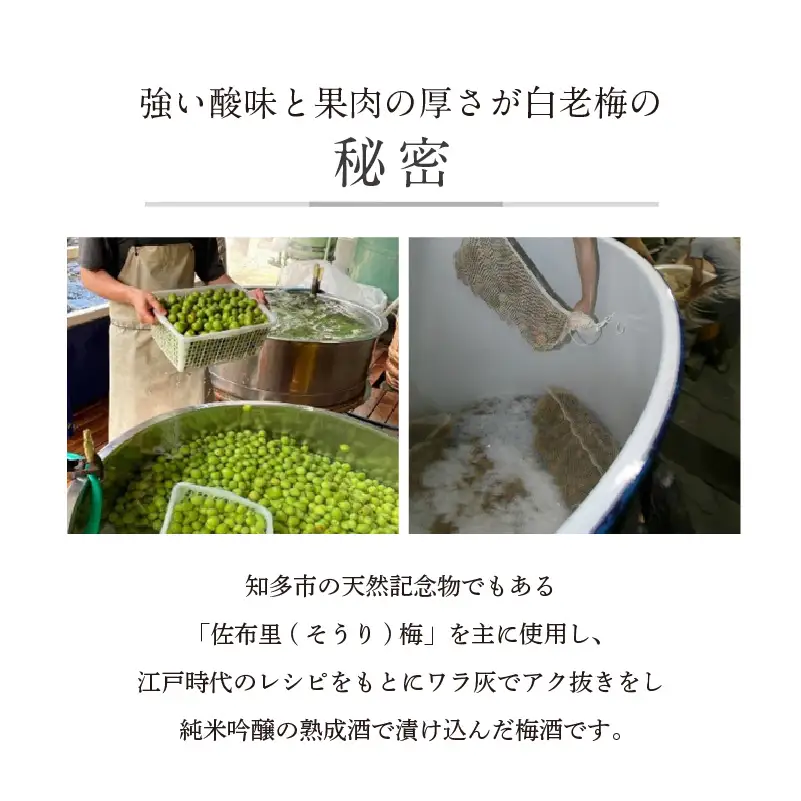 【お中元 内熨斗対応可能】知多の梅酒 『純米吟醸仕込みの梅酒 白老梅(500ml)』