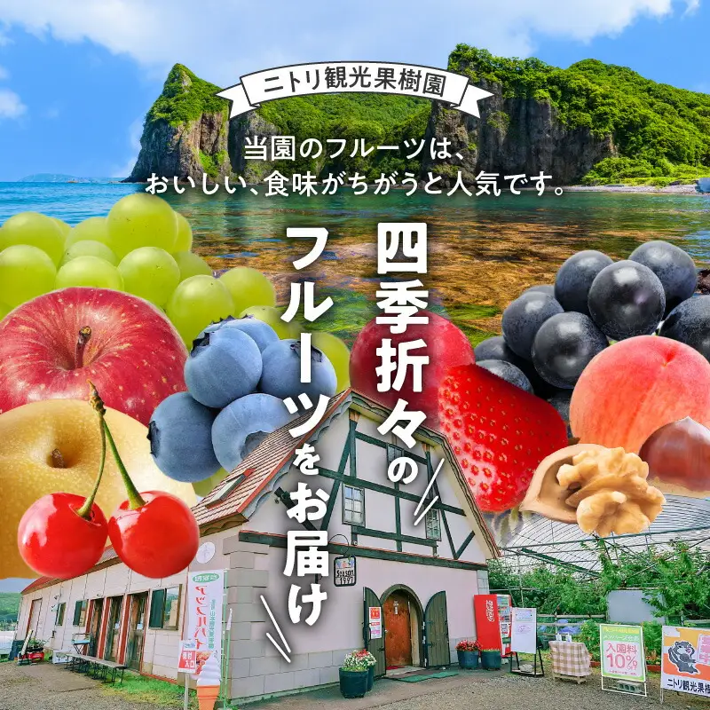 【先行予約：2026年8月中旬以降発送】フルーツ王国余市産「桃」規格外品3kg【ニトリ観光果樹園】_Y074-0148