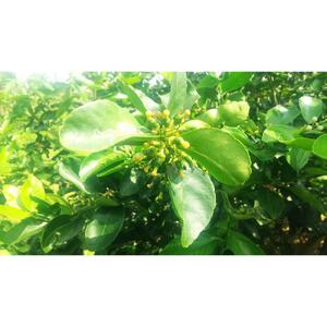 【先行予約】爽やか一番!!　【夏のヨロン翠ライム】（1kg：10～15個入り）　