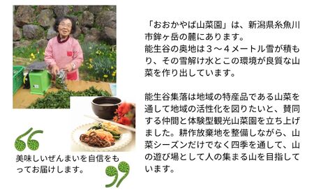 令和8年産 干しぜんまい 乾燥ぜんまい 中500g ぜんまい 山菜の王様「ぜんまい」新潟県 糸魚川市 能生谷産 柔らか美味しい 山菜 凝縮された旨味 おおかやば山菜園 2026年産