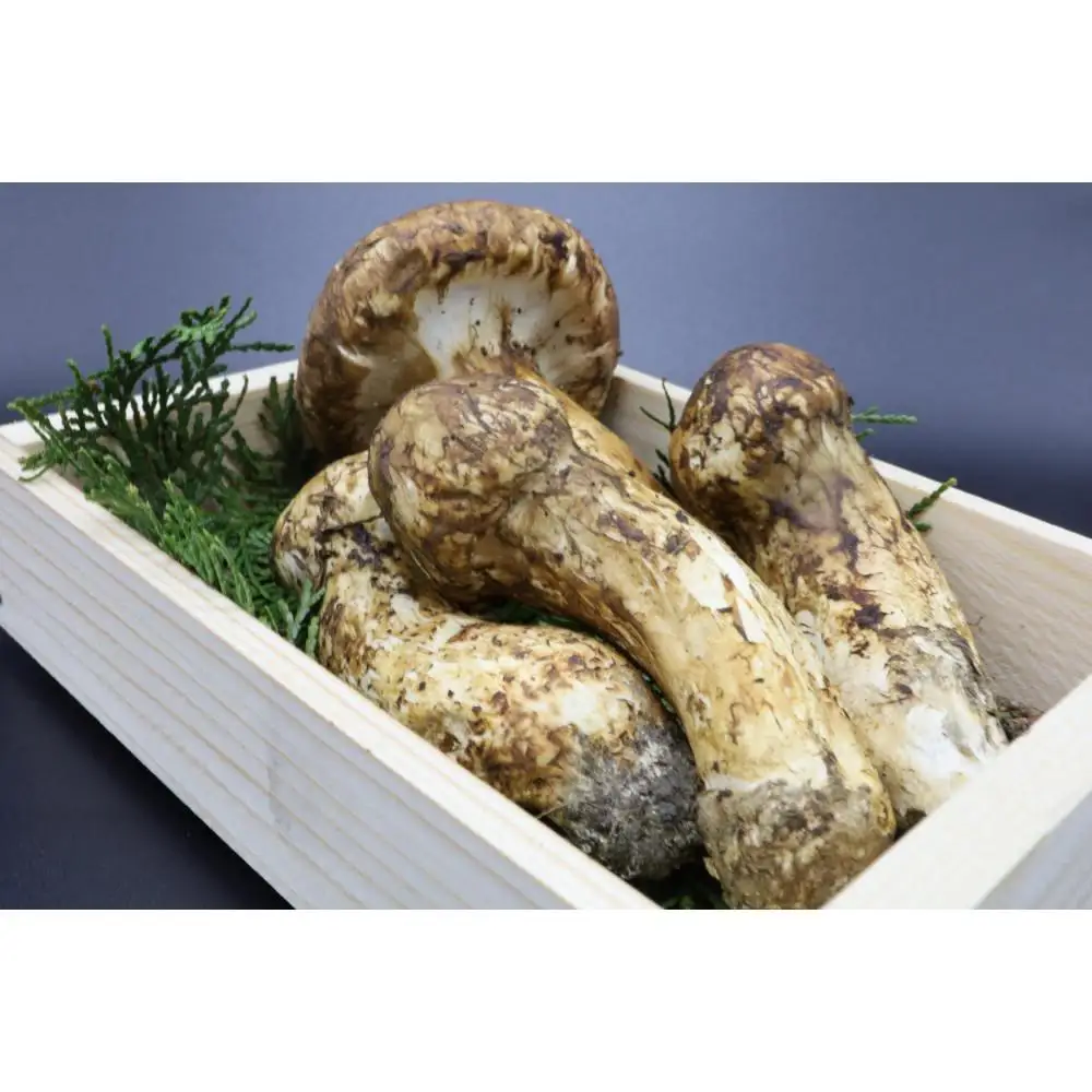 国産松茸 和歌山県産 香り高く希少な国産 松茸 約200g【2026年10月中旬頃より順次発送】【OKT1】