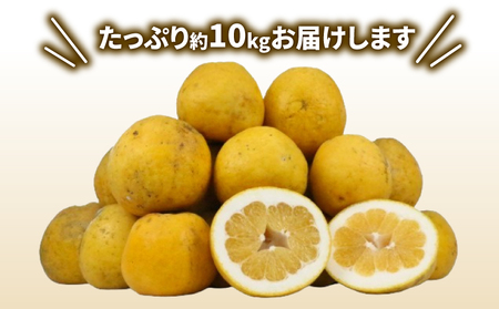 訳あり 河内晩柑 10㎏ 晩柑 陽だまりミカン B010-050007