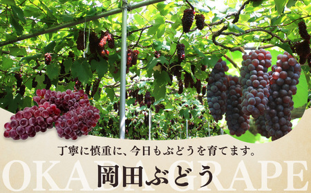  デラウェア L～2L （11～16房） 約2kg | フルーツ ぶどう 葡萄 ブドウ デラ ウェア 奈良県 平群町