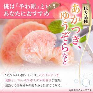 《先行予約 2026年発送》旬の桃 （白桃） 秀品 約3kg 8～12玉 もも モモ 桃 デザート フルーツ 果物 くだもの 果実 食品 山形県 FSY-2527