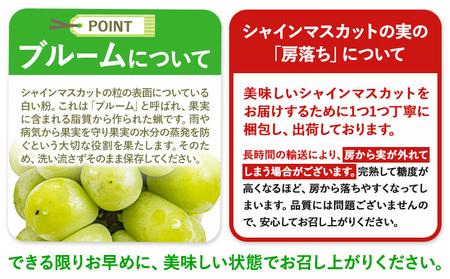 【先行予約】 シャインマスカット 約1.2kg（2房） 《8月下旬-9月末頃出荷》シャインマスカット フルーツ シャインマスカット 期間限定 シャインマスカット 前田果樹園