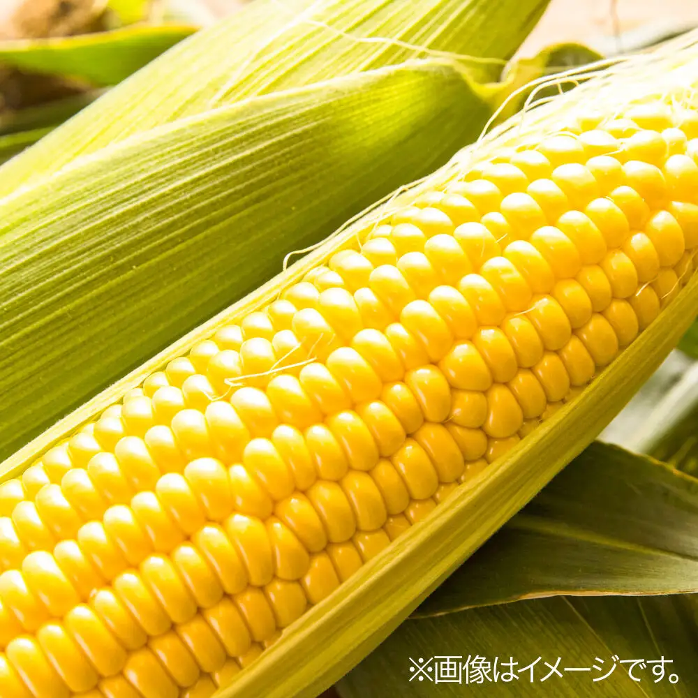 【26年8月中旬～クール便発送】とうもろこし【先行受付】嶽きみ（だけきみ）2Lサイズ 10本 青森県弘前市産 岩木山麓嶽高原産