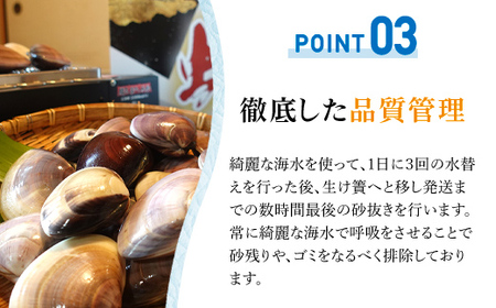 【千葉県ブランド認定】天然大粒活はまぐり（中玉）《3㎏》ギフトBOX付き／ふるさと納税 はまぐり ハマグリ 蛤 貝類 魚介 海鮮 お吸い物 パスタ パエリア お歳暮 贈答 お祝い 千葉県 山武市 SMBO005