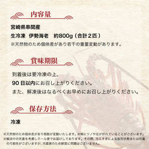 【先行予約】＜数量限定＞宮崎県串間産伊勢エビ（約800g）_K027-002